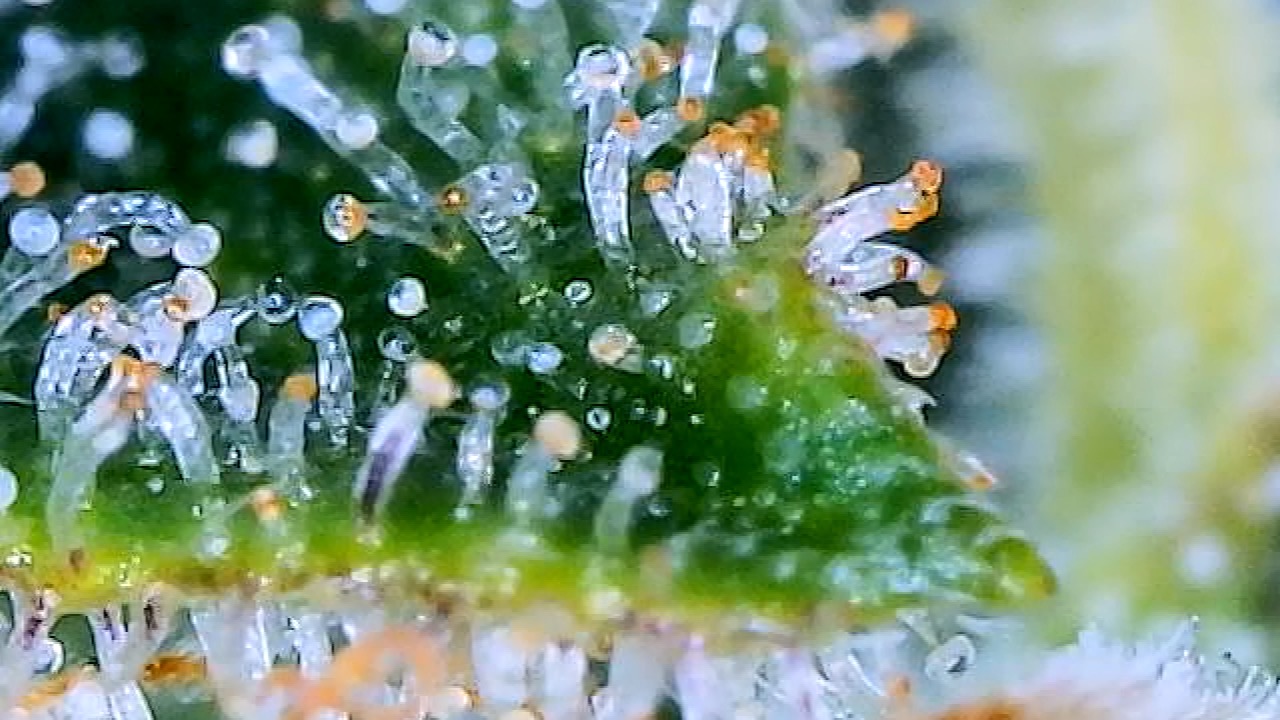 Trichomes